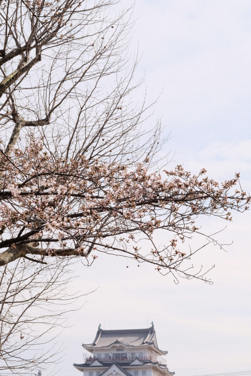 miizukizu:  Sakura & Castle DSCF1859 By : Hideya HAMANO 