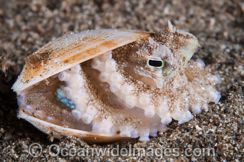 captain-jane-schway: Holy shit you guys coconut octopi are the most precious animals in the world So