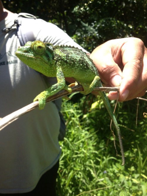 aloha-kiwii: liftedlana:  Found this little guy hiking through a rainforest in Maui, Hawaii :)  ☼☀❀✿