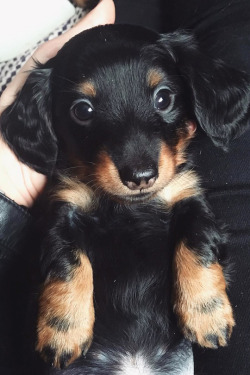 livingpursuit:  Dachshund Puppy by Filipha Bellring