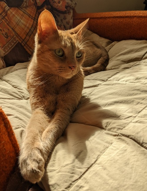 thebisquid:copperbadge: She really knows how to strike a pose.[ID: Polk the tabby is lying on a gree