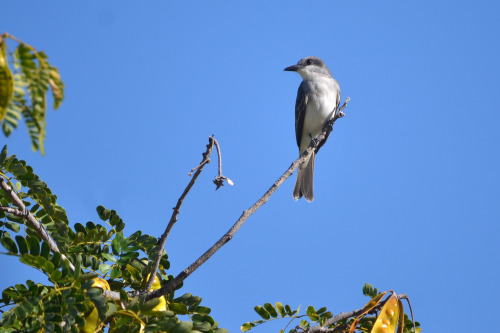 Gray kingbird (Tyrannus dominicensis), or Pitirre, in CaboRojo, Puerto Rico.