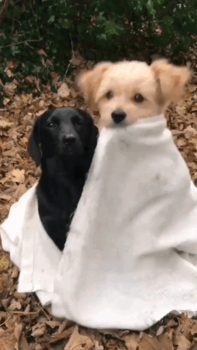 Dog And Cat Gifs Explore Tumblr Posts And Blogs Tumgir