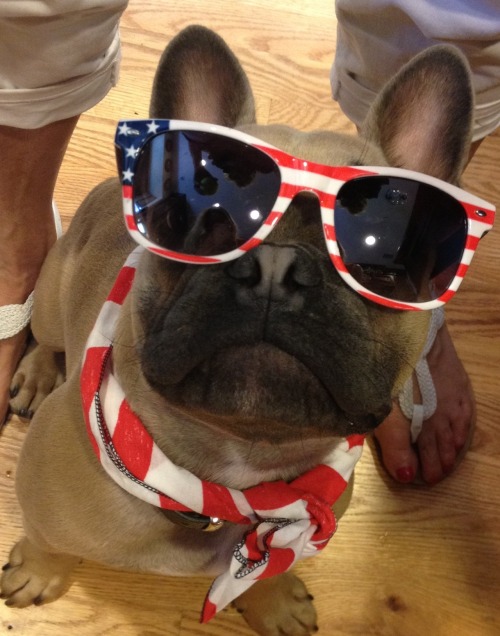 wellthatsadorable:  Happy 4th of July from Well That’s Adorable at this guy, the Bruce Springsteen of dogs. We love you! 