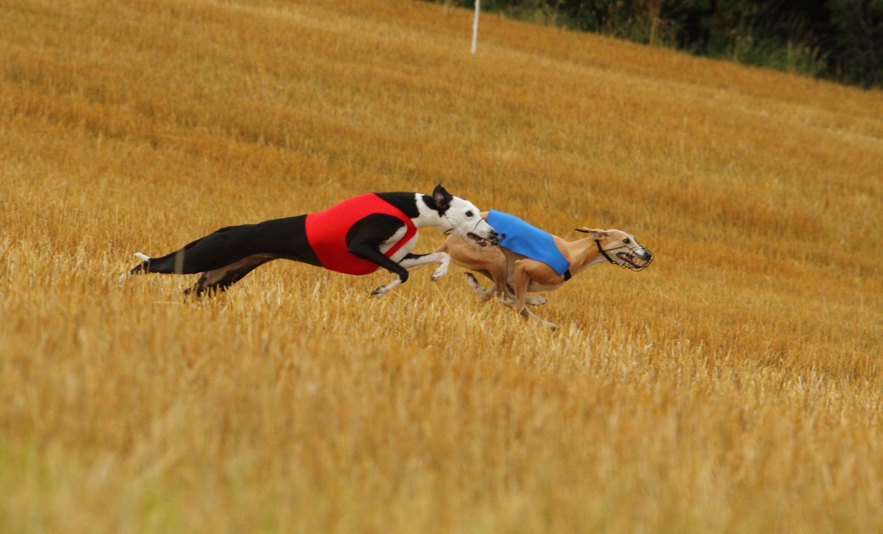 handsomedogs:  Lure Coursing Coursing is the pursuit of game or other animals by
