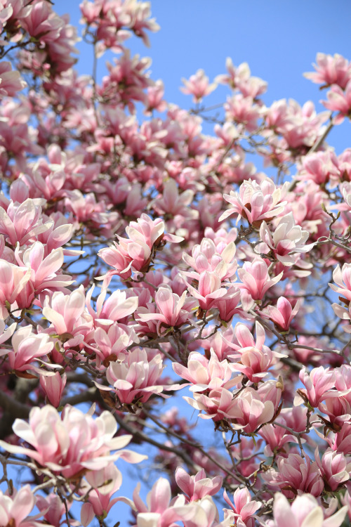 Kyoto Cherry Blossom Show 京都 桜案内airoplane.netNorioNAKAYAMA By : Norio NAKAYAMA