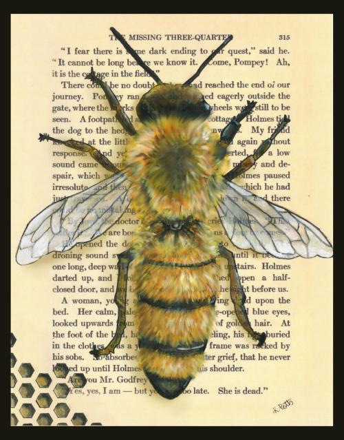 cumbercurlygirl: Honeybee on a page of the canon. 