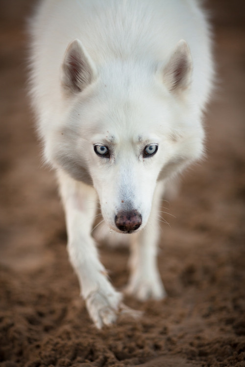 thatwanderinglonewolf:  Roxy (by Brian.Buckler) 