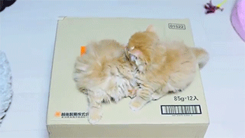 sizvideos:  Kittens sumo wrestling - Video 