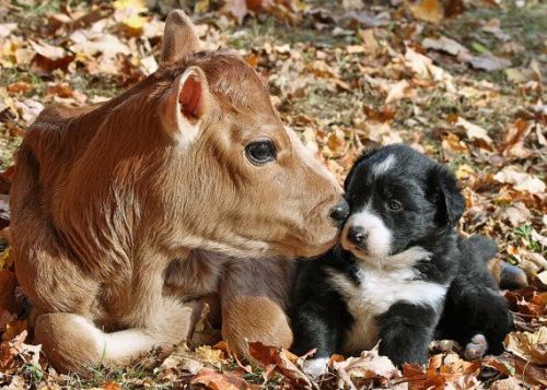 The Cutest Things On The Web!