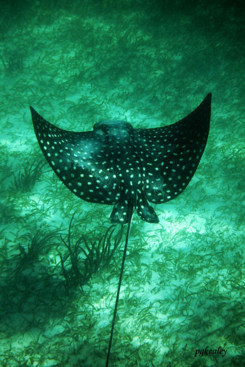 A beautiful spotted eagle ray in Akumal, Mexico. So cool! pgkealey
