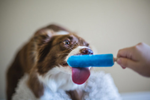 tempurafriedhappiness:  Here are some dogs enjoying Popsicles.  