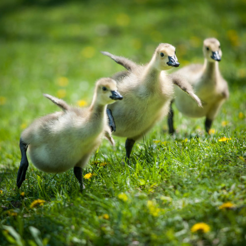 vurtual:  We’re Going On An Adventure (by Justin Lo) 