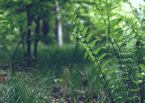 Dryopteris carthusiana