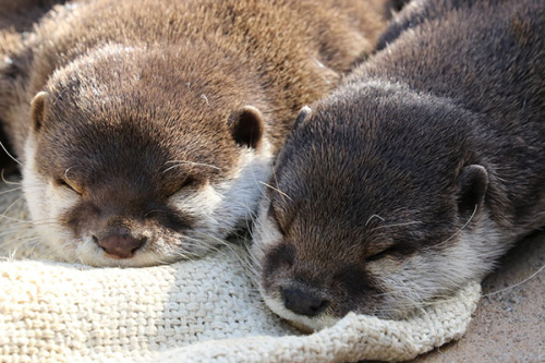 vampiric:dailyotter:Naps Are Better When You Have a Friend Next to You Via _kotsume_@feitan