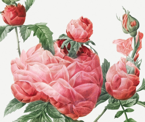 florealegiardini: Rosa centifolia prolifera foliacea (detail), Pierre-Joseph Redouté (French,