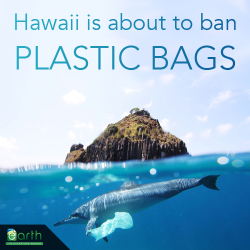 earthandanimals:  Hawaii is soon to become the first state in the US to enforce a plastic bag ban. The ban was passed at the county level in every county in the state. This is a great example of how small, local action can create big change. 