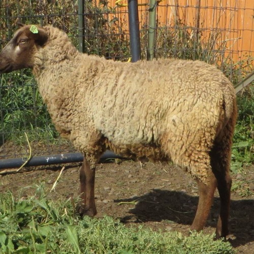 Meera Reed is a fawn katmoget ewe from 2017 lamb crop. . . . #softshetlandwool #sheep #farming #shee