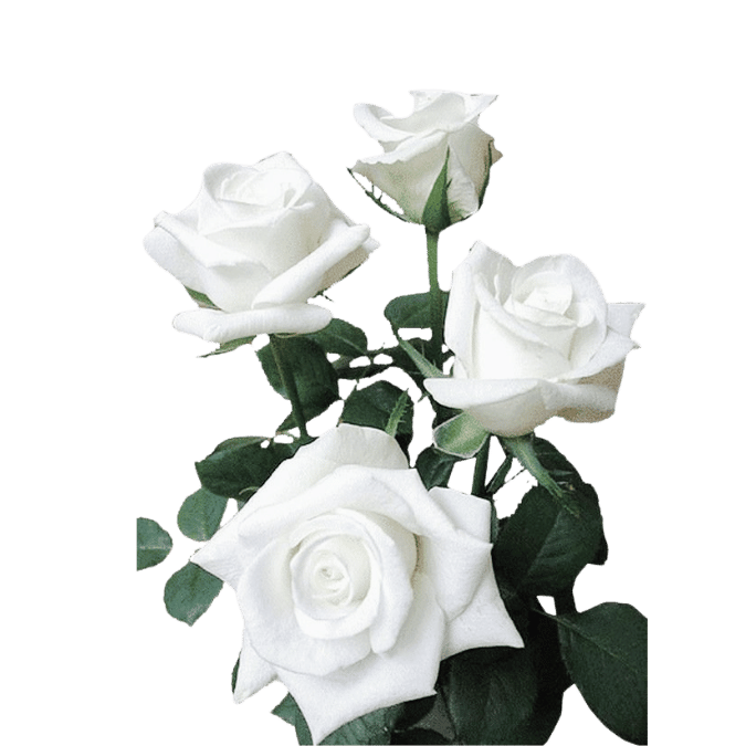 Rosa