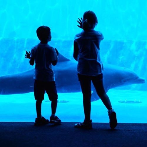 #acquariodigenova #acquario #delfino #dolphin #silhouettes #kids #strangers #mysconosciuto #lookingf