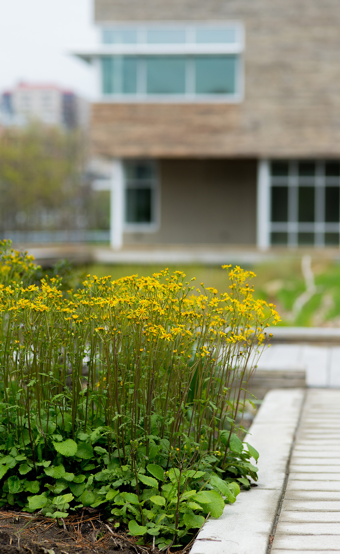 The Center for Sustainable Landscapes project is now available in detail on Solaripedia.com, an online database of green building projects. (Photo by P. Weigman)