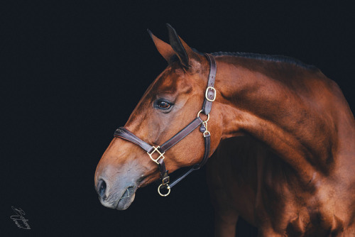 ahorsecalledtimber1:finny by Bethany Unwin Photography on Flickr.