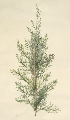 clawmarks:Georg Dionysius Ehret - Juniper - 1745 - via Getty Open Content