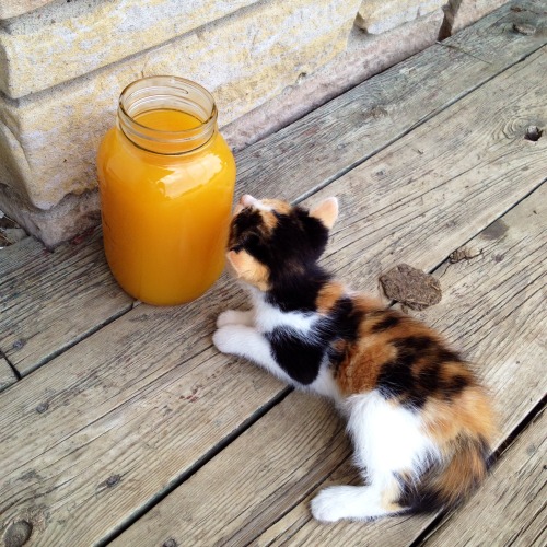 Porn vegan-veins: Kittens and mango juice  photos