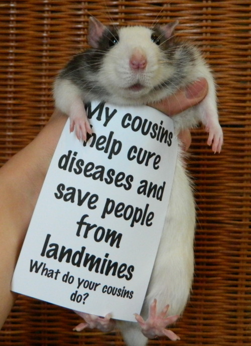 onenight-andonemoretime:  recoverlovely: teratocybernetics:  fuffuster:  trustmymoustache:   I’M SO GLAD THIS GOT A TON OF NOTES  THEY LOOK SO HAPPY TO BE HELPING  RATS ARE ADORABLE OK   takethelight