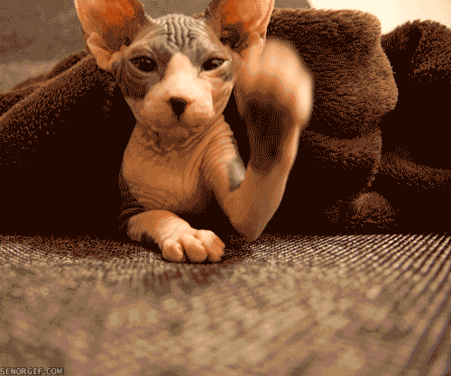 gif-tv:  other funny gifs - http://gif-tv.tumblr.com/