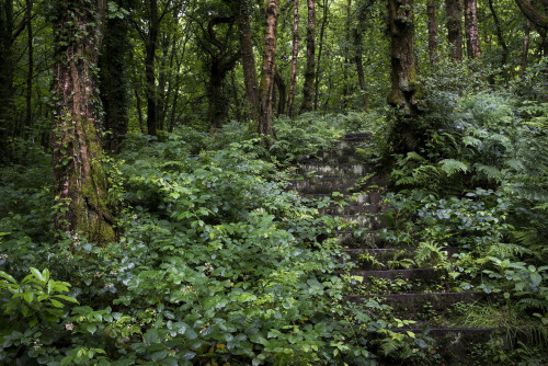 90377: Deep woodland greens by Andrew Kearton