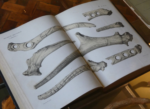 Prehistoric bone tools and items on display in the Victorian Study at Buxton Museum and Gallery, 31.