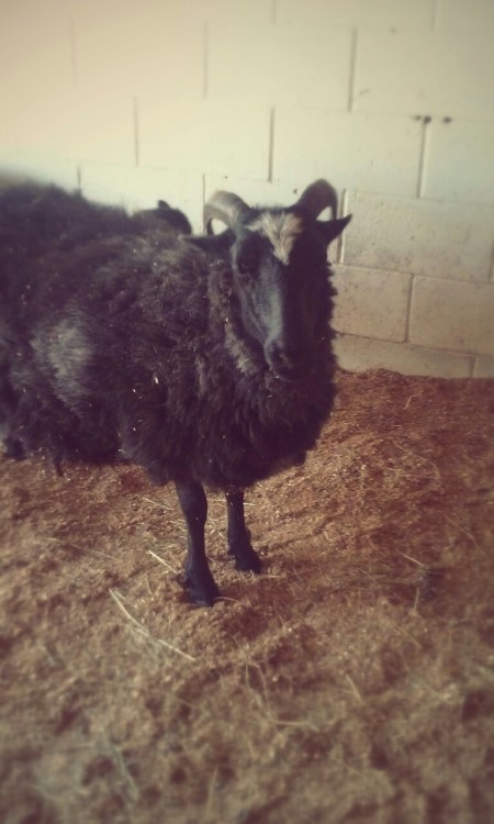 thecraftycrochet: Went to a local farm fest and of course looked at the woolly sheep. I love the loo