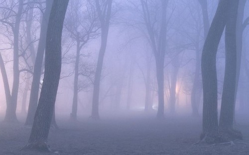 Snowy Forests & Pink Hues