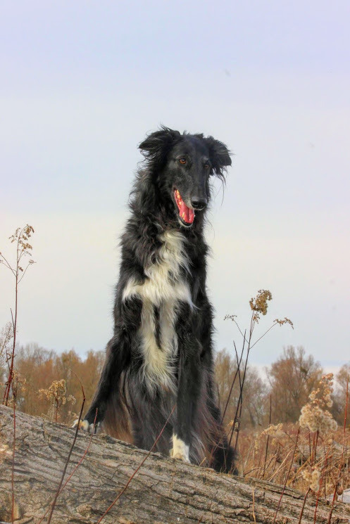 snootastic:  dogs-on-logs:  kidhedera:  marauders4evr:  marauders4evr:  You’ve