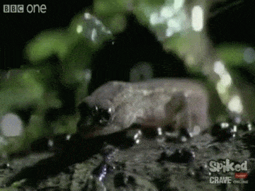 sixpenceee:  The Pygmy Gecko is so tiny, some insects look huge near it. Living in the Amazon rainforest, due to heavy rain, the risk of drowning for this small lizard could be immediate. Yet, the gecko’s skin has a great secret. It has a hydrophobic