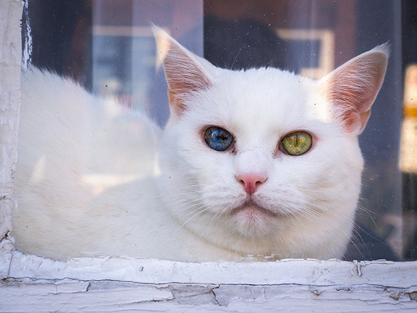 awesome-picz:    This Cat’s Eyes Have A Whole Universe Inside.   Just beautiful