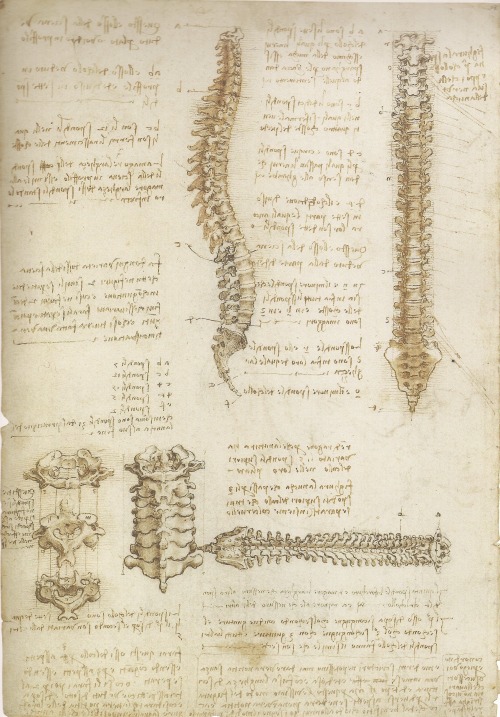 medicalschool:   Leonardo da Vinci | The Mechanics of Man  