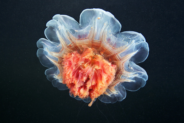cerceos:  Alexander Semenov  Jellyfish Madness, 2012 Flickr | Website 