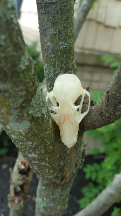 leucrotta: b.at skull! also from the oddities shop I went to. I’m fairly certain I’ve id