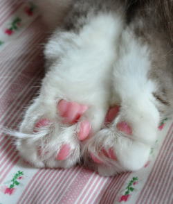 mostlycatsmostly:  (via kim-anh-mumford)