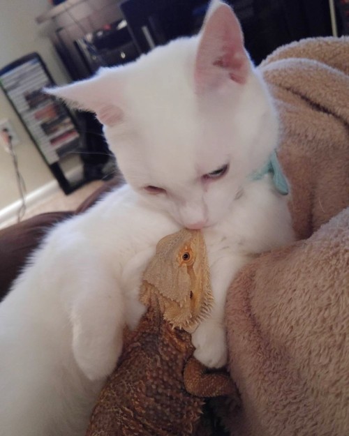 catsbeaversandducks:Mr. Baby the Cat and Miss Charles the Bearded DragonThese two friends couldn’t l