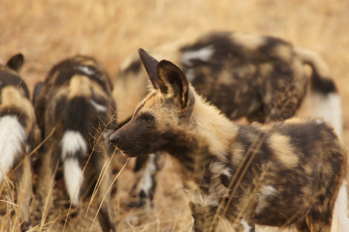 creatures-alive: African wild dog (endangered) standing guard while others are feeding from nyala ki