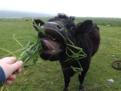 franhealy:  i was feeding a cow today and i can’t stop laughing at the picture i took   ×