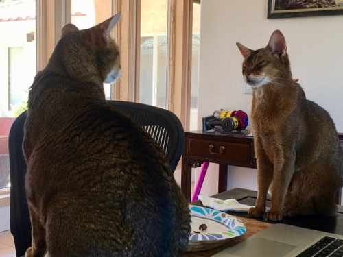 theabyssiniancat:Two cats at the dinner table “discussing” who’s going to get