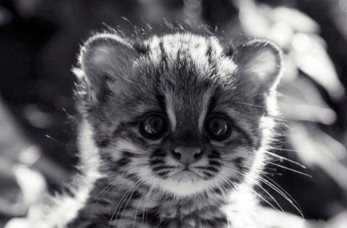 ultracatlove:  Check out more on Ultracat Love