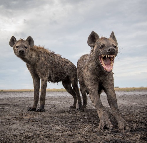 beautiful-wildlife: Hyenas by Will Burrard-Lucas