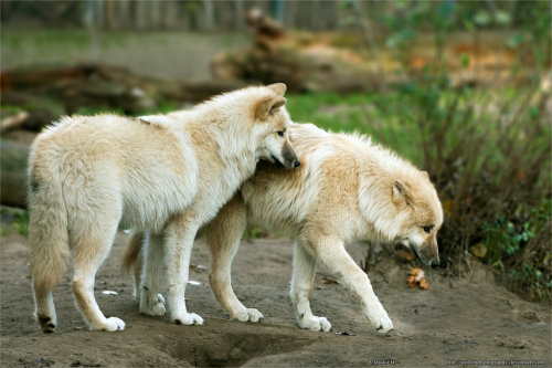 magicalnaturetour:  Company by wolfenphotography