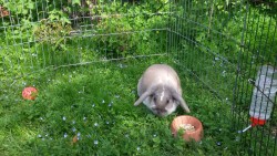 fuzzypetal:  Remember to put your bun in the shade when its warm outside! Twinkie loves it there.  