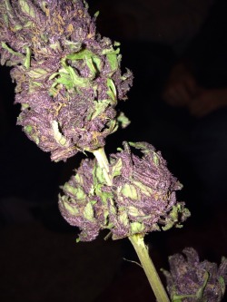 cocainegang:  treevisderkin:  Home grown. 🍁  This looks so good right now….